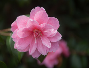Close up of camelia flowers on a bush selective focus