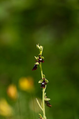 Fly Orchid; Ophrys insectifer