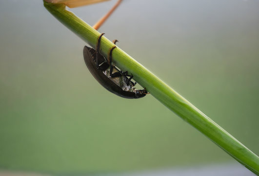 Predacious diving beetle, Colymbetes densus