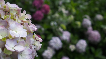 紫陽花