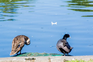 Fototapeta premium The duck pond at Western Springs, Auckland, New Zealand