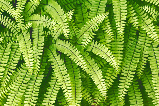 Evergreen fern leaves closeup in the forest. dark green foliage background for design. Sweet fern - Polypódium vulgáre