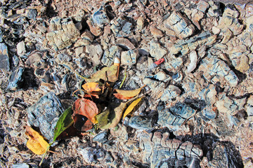 Abandoned bonfire. Background of ash, leaves and trash close-up.