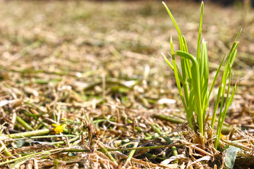 Wilted lawn. Blurred photograph of hay on the ground.