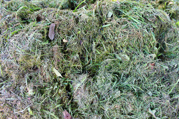 Hay for bovine. Feed for cattle. Pile of dry grass close up. Lawn mower.