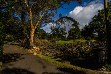 Fototapeta premium Scene after a vilolent storm, Westerm Springs, Auckland, New Zealand