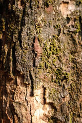 Surface tree bark with green moss background.