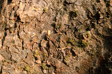Surface tree bark with green moss background.
