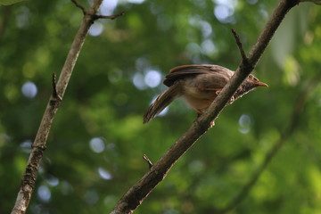 Bird on tree branch