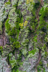 Vertical photograph of a fragment of the bark of an old tree covered with green and yellow moss