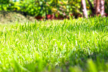 A photo of a juicy and green lawn with a perspective close up.