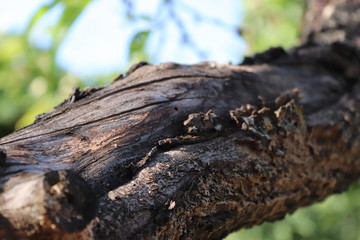macro tree bark
