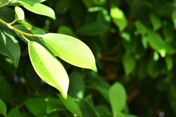 green leaves of tree