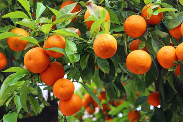 Orangenbaum