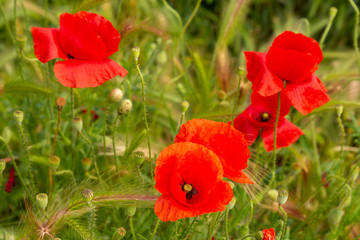 red poppies