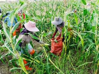 Foreign workers Burmese ( Myanmar or Burma ) Hire to harvest Sweet corn