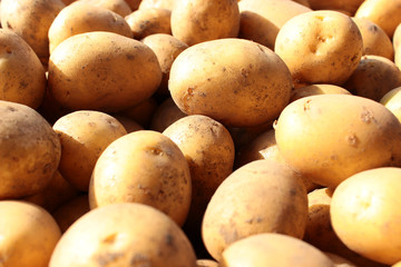 Unwashed and dirty yellow potatoes close up. The main dietary ingredient.