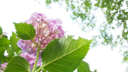 紫陽花