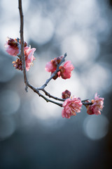 梅の花