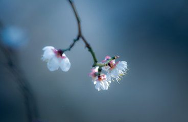 梅の花