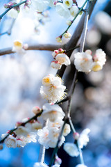 梅の花