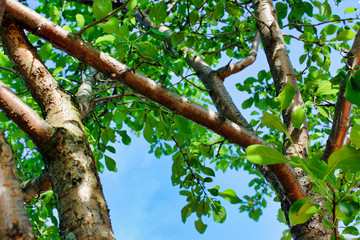 A plum tree with branches and foliage. The focus is accented on the tree trunk. The brightness of the photo is attached to the blue sky background.