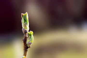 Green spring sprout with a bud on a branch