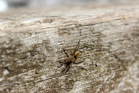 Tegenaria domestica. Macro photo house or funnel spider sitting on a wooden board. Close-up with blurred brown background at the edges.
