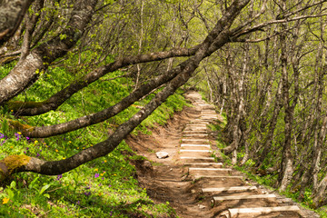 forest path in the mountains of Georgia