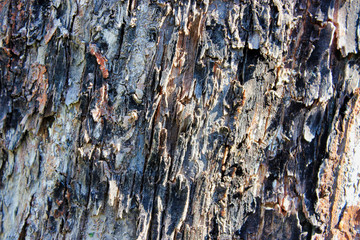 The texture of the bark of the tree trunk closeup.