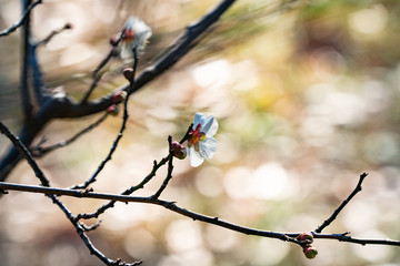 梅の花