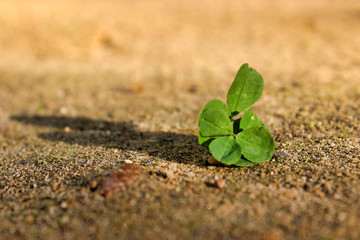 A lone clover growing on a desert land close up.