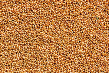 Texture mustard seeds top view. Indian mustard background