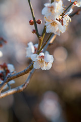 梅の花