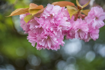 Cherry blossom , pink sakura flower