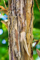 Obraz premium Bark of a tree close up
