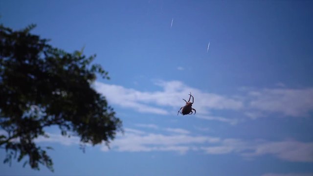 The spider species Araneus diadematus is commonly called the European garden spider, diadem spider, orangie, cross spider and crowned orb weaver.
