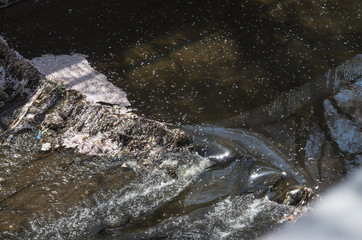 桜の花びらの流れる川