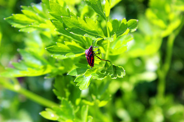 Beetle graphosoma lineatum