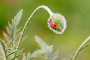 Not opened bud of poppy. blooming poppy in the meadow. natural soft light