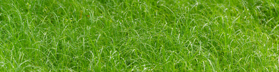 panoramic view of the green grass. image of the after the rain stops