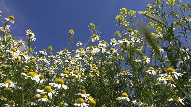 Matricaria chamomilla (Matricaria recutita), Ukrainian steppe. Flowering plants swaying in the wind in the Landscape Park on the bank of the Tiligul estuary.