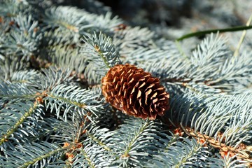 pine tree branch with cones