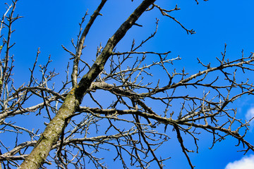 Dry dead tree branch against blue sky