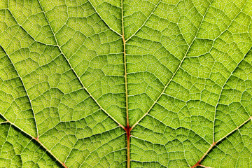 The structure of the grape leaf close up. Green texture.