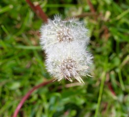A close view of the white dandelions in the green grass.