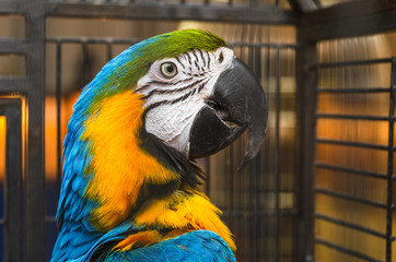 African exotic and colorful macaw parrot
