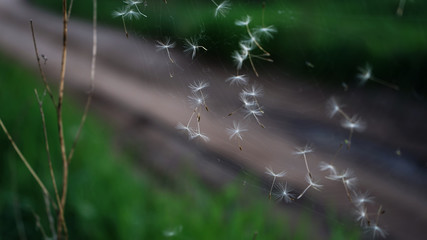 dew on spider web