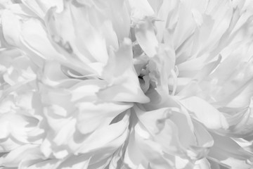 Black and white picture of a large peony flower close-up. Fragile and delicate white petals on the background are associated with purity, tenderness and love.