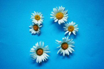 Obraz premium daisies on blue background with copy space for text